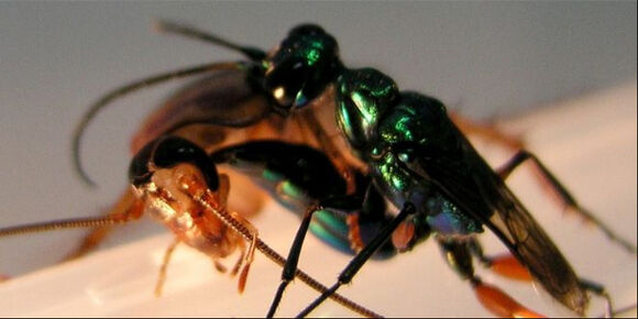 Sionismus, lidský parazit